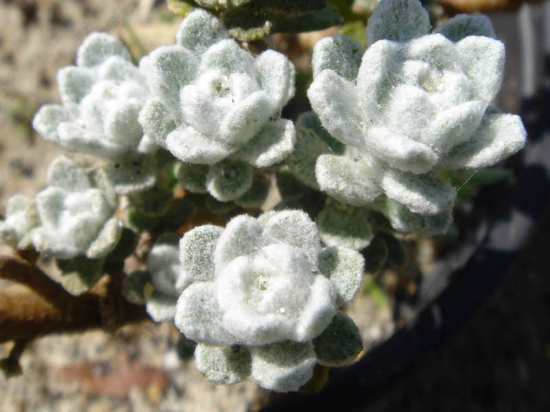 Otanthus maritimus photo